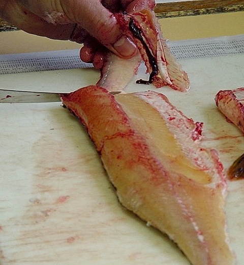rib bones removed from pike