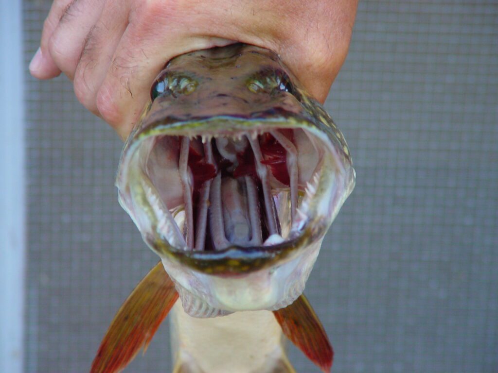 mouth of northern pike