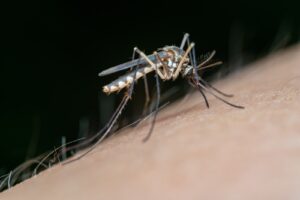 Close-Up Shot of a Mosquito on Human Skin