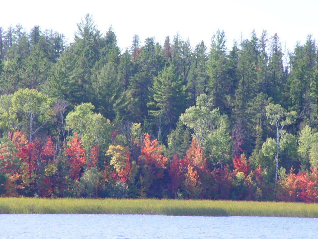 autumn trees at Kabetogama