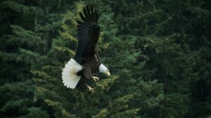 Bald Eagle Flying Across Green Trees