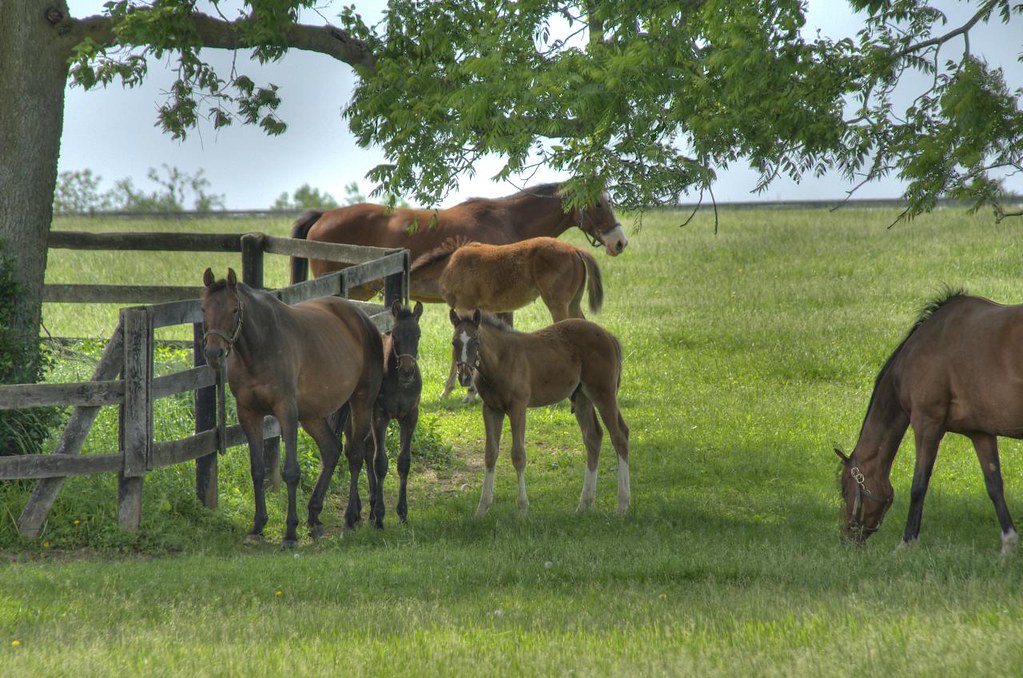 Kentucky thoroughbreds in field