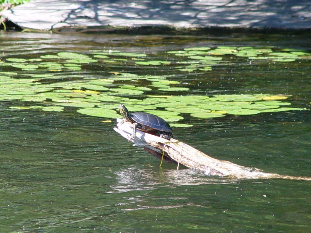 turtle on echo lake in mercer