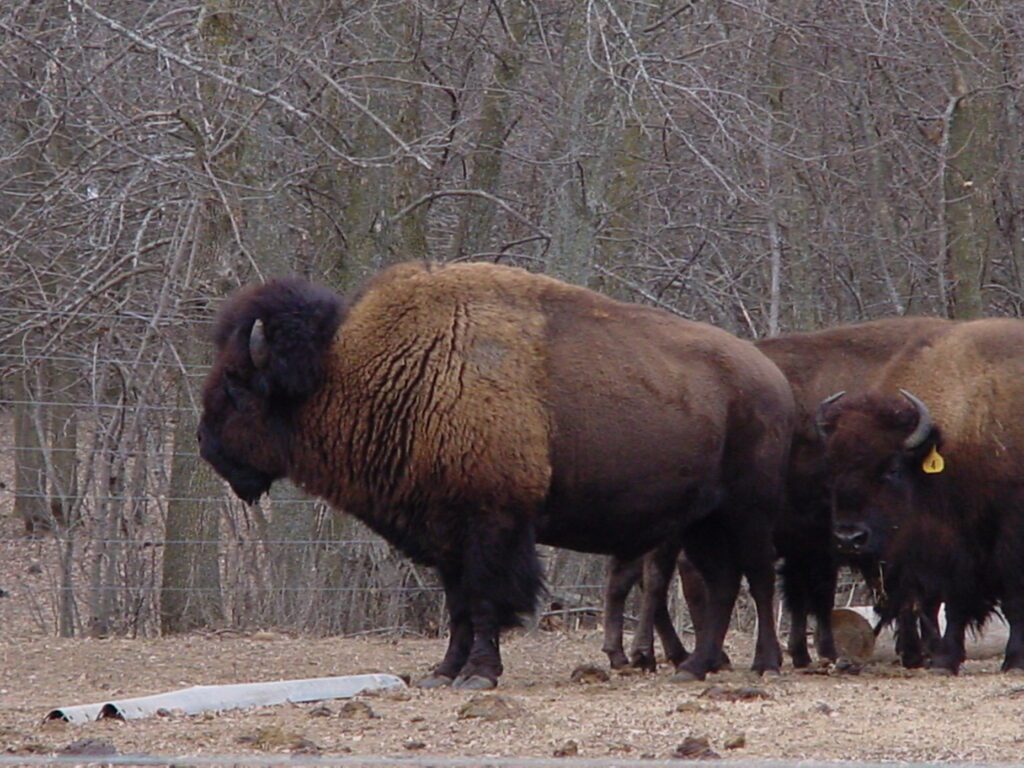 large bison