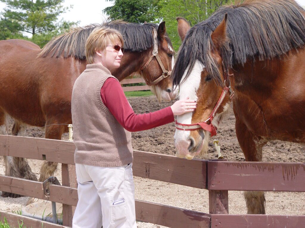 petting clydesdales
