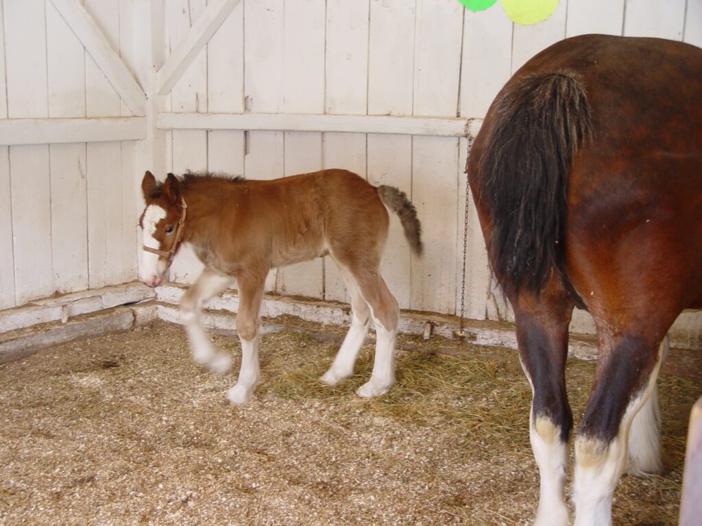 clydesdale foal
